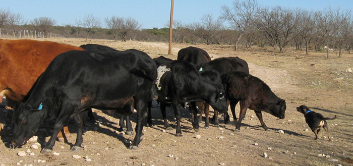 Lacy Dog bunching up cattle